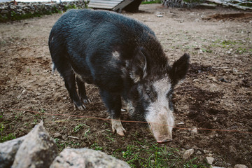 Black pig