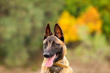Belgian Malinois young puppy 