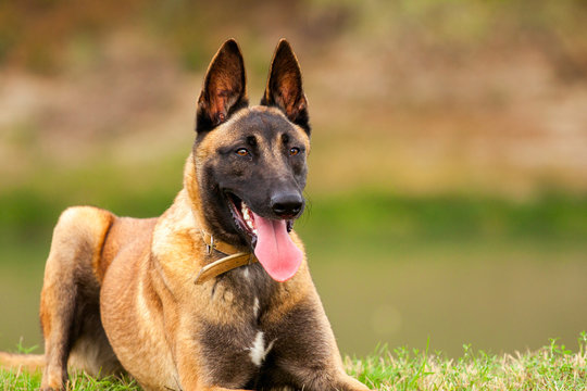 Belgian Malinois Young Puppy 