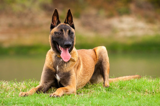 Belgian Malinois young puppy 