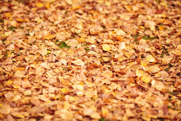 Orange fallen autumn leaves background. Shallow depth of field