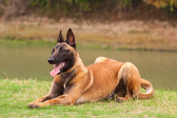 Belgian Malinois young puppy