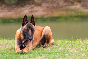 Belgian Malinois young puppy