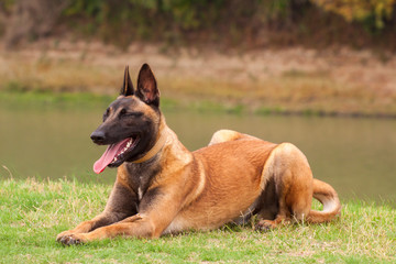 Belgian Malinois young puppy