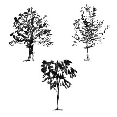 Sketch. 3 species of deciduous trees. Ink brush.