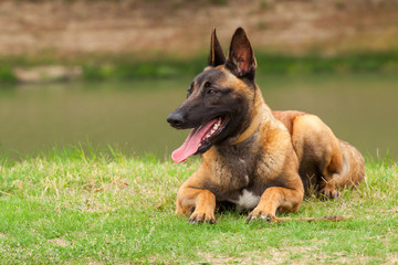 Belgian Malinois young puppy