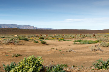Obraz premium Red Hartebeest grazing in a field in Tankwa Karoo