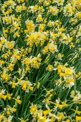 tulipe au Keukenhof - Pays Bas