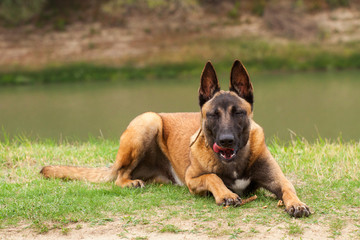 Belgian Malinois young puppy
