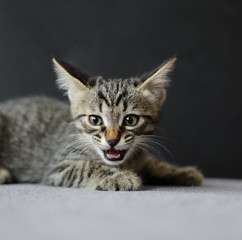 Chaton tigré qui miaule sur fond sombre