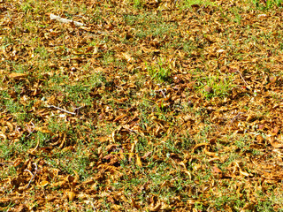 Background with dry leaves. Autumn, fall