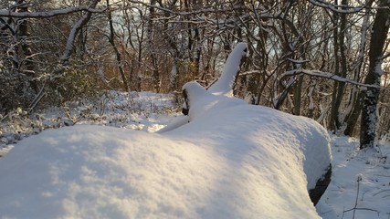 зима в Сочи