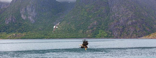 Fish eagle and Seagull