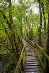 Obraz premium Scenic pathway of Ang Ka nature trail Doi Inthanon National Park Chiangmai ,Thailand.