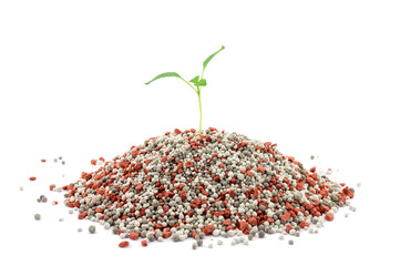 Pepper seedling closeup on the mineral fertilizers. Isolated on