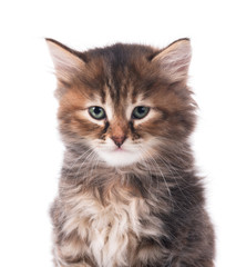 Obraz premium Cute siberian kitten