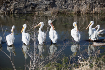 Pelican Party