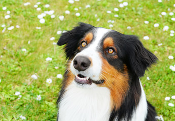 Australian shepherd dog
