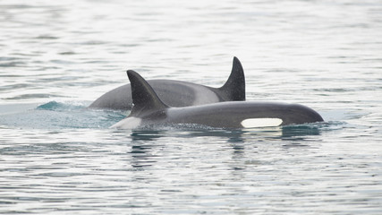 Naklejka premium Pod of Orca's, Iceland