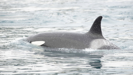 Naklejka premium Orca, Grundarfjordur, Iceland