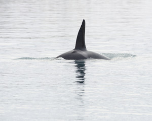Fototapeta premium Orca, Iceland