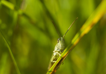 Big green grasshopper sitting on grass macro photo 