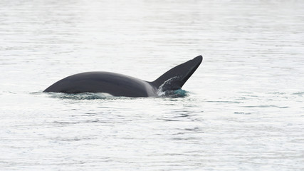 Fototapeta premium Orca, Iceland