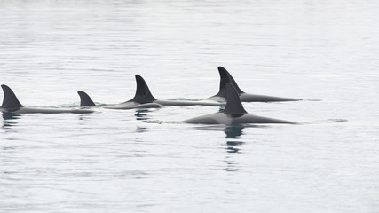 Fototapeta premium Pod of Orca's, Iceland