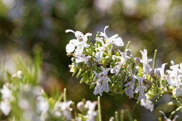 Rosemary plant