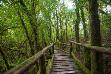 Fototapeta premium Scenic pathway of Ang Ka nature trail Doi Inthanon National Park Chiangmai ,Thailand.
