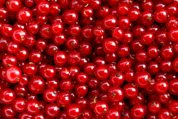 Background red currants