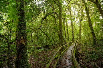 Obraz premium Scenic pathway of Ang Ka nature trail Doi Inthanon National Park Chiangmai ,Thailand.