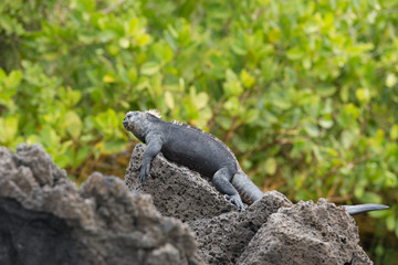 海イグアナ