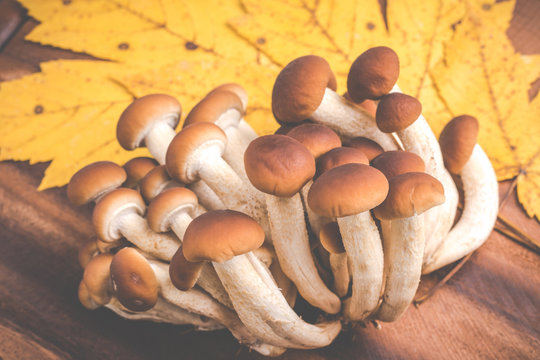 autumn mushrooms - agrocybe aegerita
