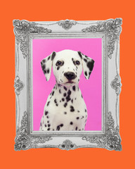 Cute dalmatian puppy portrait facing the camera on a pink background with a silver picture frame and an orange border