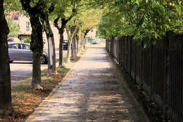 Passaggio tra gli alberi