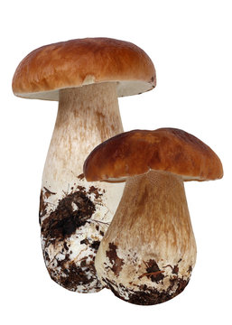 Boletus mushroom,  isolate. Cepes.