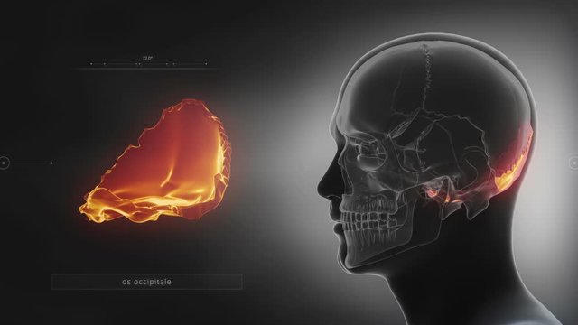 Black x-ray skull animation - Occipital bone - os occipitale