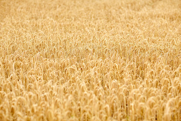 cereal field with spikelets of ripe rye or wheat