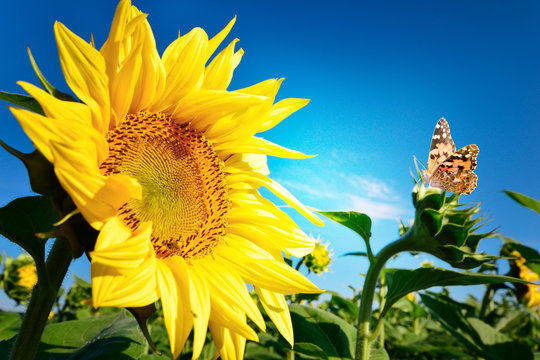 Beautiful sunflower against the blue sky background in summertime