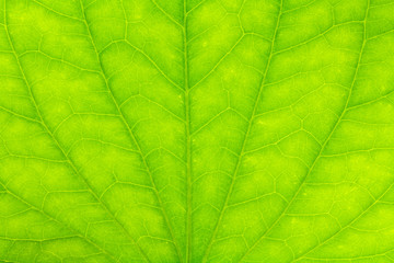 Fototapeta na wymiar Leaf texture or leaf background for design with copy space for t