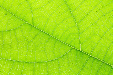 Obraz na płótnie Canvas Leaf texture or leaf background for design with copy space for t