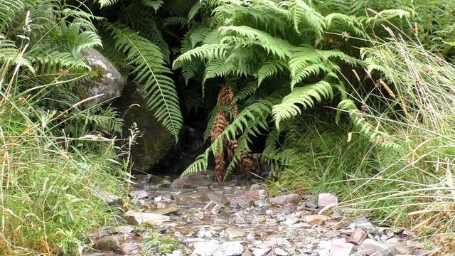 Close up of small clear water brook emerging from lush of fern and grass between stones on the mountain slope