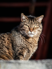 gatti