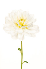 Pretty white blooming chrysanthemum flower with a green stem isolated on a white background
