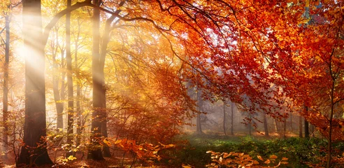 Crédence en verre imprimé Best-sellers Paysage Automne dans la forêt, avec des rayons de lumière dans le brouillard et des feuilles rouges