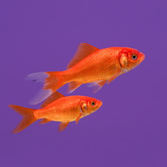 Two swimming orange goldfish on a purple background