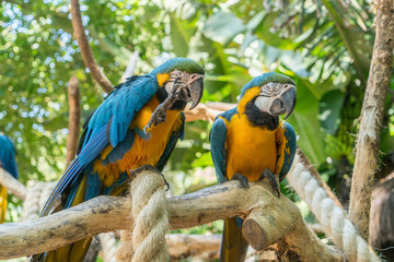 Colorful Scarlet Macaw parrot  on the Jungle