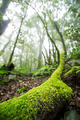 Obraz premium Scenic pathway of Ang Ka nature trail Doi Inthanon National Park Chiangmai ,Thailand.