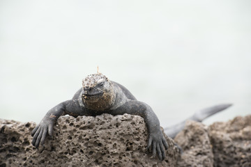 海イグアナ